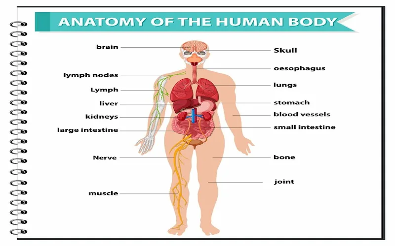 Anatomie en anglais : La base