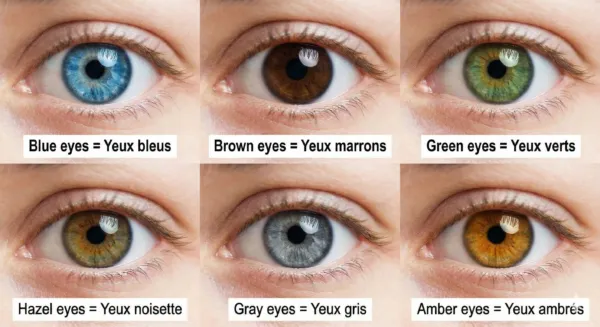 couleur des yeux anglais vocabulaire pour décrire une personne en anglais : Blue eyes = Yeux bleus Brown eyes = Yeux marrons Green eyes = Yeux verts Hazel eyes = Yeux noisette Gray eyes = Yeux gris Amber eyes = Yeux ambrés