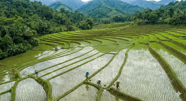 plantes en anglais plantes en anglais